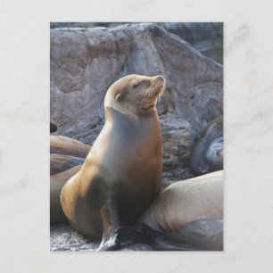 Carte Postale Lion de mer