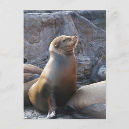 Carte Postale Lion de mer (Devant)