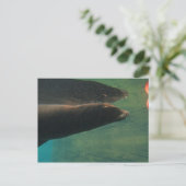 Carte Postale Lion de mer (Debout devant)