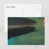Carte Postale Lion de mer (Devant / Derrière)