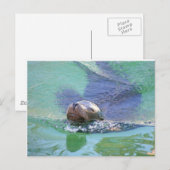 Carte Postale Lion de mer ; Dans la nage des objets ! (Devant / Derrière)