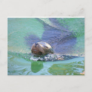 Carte Postale Lion de mer ; Dans la nage des objets !