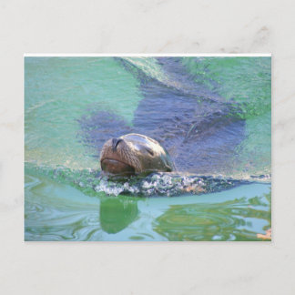 Carte Postale Lion de mer ; Dans la nage des objets !