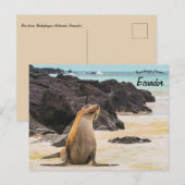 Carte Postale Lion de mer dans les îles Galapagos Equateur (Devant / Derrière)