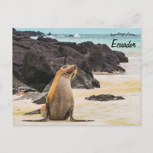 Carte Postale Lion de mer dans les îles Galapagos Equateur (Devant)