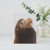 Carte Postale Lion de mer de Californie (Debout devant)