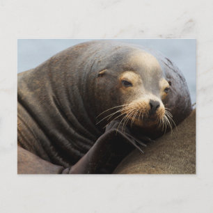 Carte Postale Lion de mer de Californie au repos