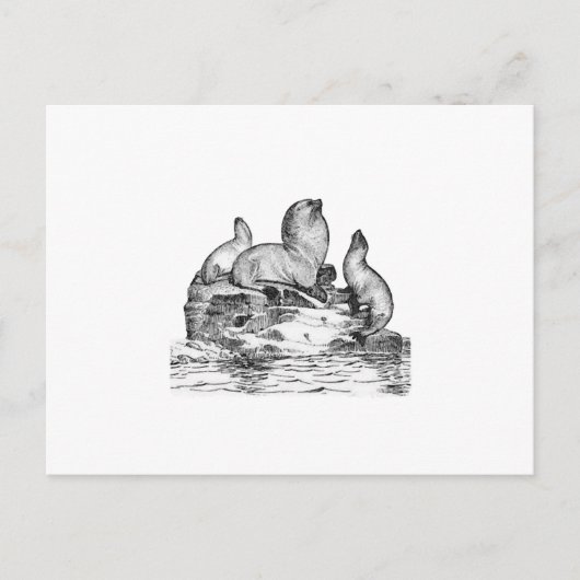 Carte Postale Lion de mer de Steller (Devant)