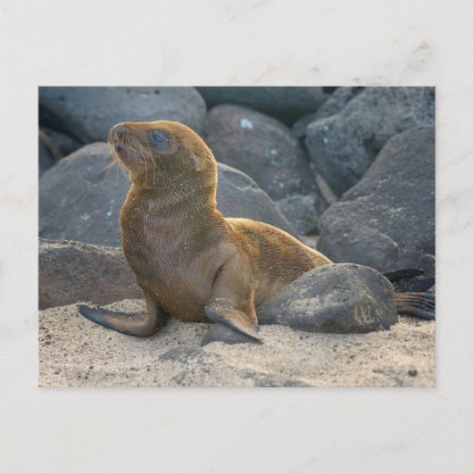 Carte Postale Lion de mer des Galapagos (Devant)