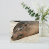 Carte Postale Lion de mer des Galapagos (Debout devant)