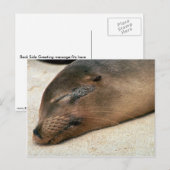 Carte Postale Lion de mer des Galapagos (Devant / Derrière)