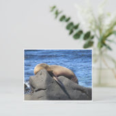 Carte Postale lion de mer galapagos (Debout devant)