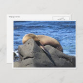 Carte Postale lion de mer galapagos (Devant / Derrière)