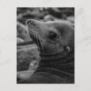 Carte Postale Lion de mer - Jolie photo de la faune