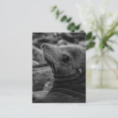 Carte Postale Lion de mer - Jolie photo de la faune (Debout devant)