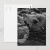 Carte Postale Lion de mer - Jolie photo de la faune (Devant / Derrière)