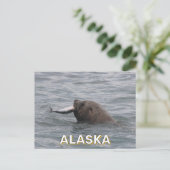 Carte Postale Lion de mer mangeant un saumon en Alaska (Debout devant)