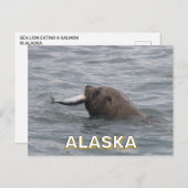 Carte Postale Lion de mer mangeant un saumon en Alaska (Devant / Derrière)