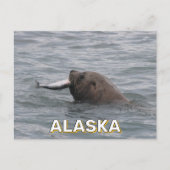 Carte Postale Lion de mer mangeant un saumon en Alaska (Devant)