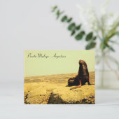 Carte Postale Lion de mer. Puerto Madryn - Argentine (Debout devant)
