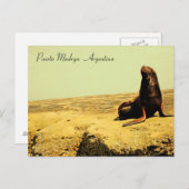 Carte Postale Lion de mer. Puerto Madryn - Argentine (Devant / Derrière)