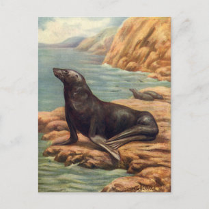 Carte Postale Lion de mer vintage au bord de la mer, Mammifères