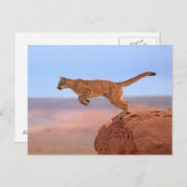 Carte Postale Lion de montagne (Devant / Derrière)