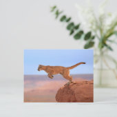 Carte Postale Lion de montagne (Debout devant)