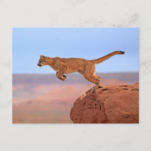 Carte Postale Lion de montagne