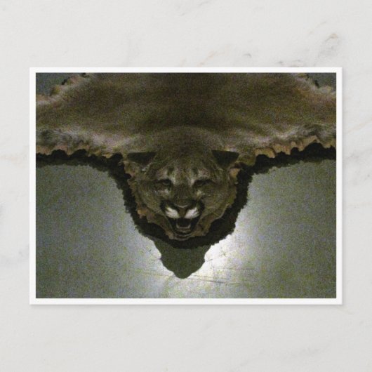 Carte Postale lion de montagne (Devant)