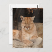 Carte Postale Lion de montagne (Devant / Derrière)