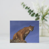 Carte Postale Lion de montagne (Debout devant)