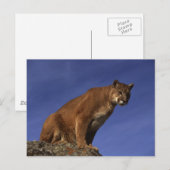 Carte Postale Lion de montagne (Devant / Derrière)