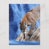 Lion de montagne à la cascade