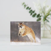 Carte Postale Lion de montagne (Cougar) (Debout devant)