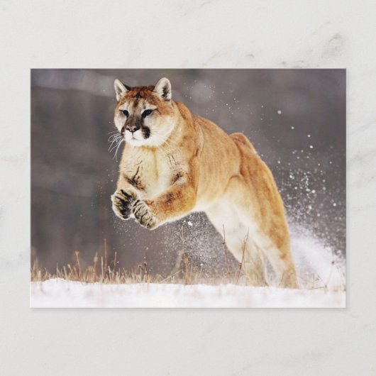 Carte Postale Lion de montagne (Cougar) (Devant)