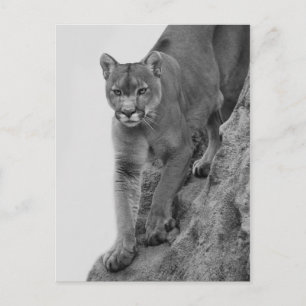 Carte Postale Lion de montagne en noir et blanc