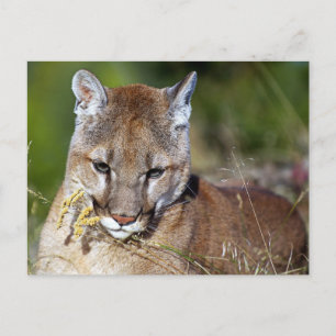 Carte Postale Lion de montagne jouant avec les fleurs