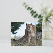 Carte Postale Lion de montagne sur la montagne (Debout devant)
