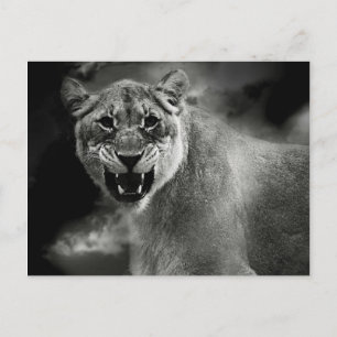 Carte Postale Lion en colère en noir et blanc