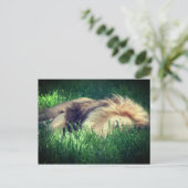 Carte Postale Lion endormi (Debout devant)