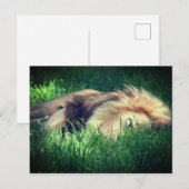 Carte Postale Lion endormi (Devant / Derrière)