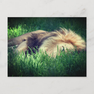 Carte Postale Lion endormi