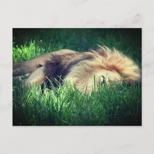 Carte Postale Lion endormi (Devant)