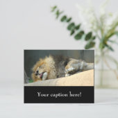 Carte Postale Lion endormi qui sort la langue (Debout devant)