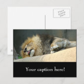 Carte Postale Lion endormi qui sort la langue (Devant / Derrière)