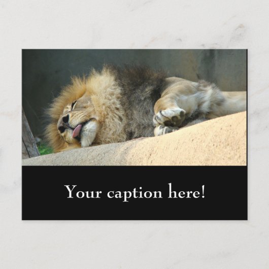 Carte Postale Lion endormi qui sort la langue (Devant)