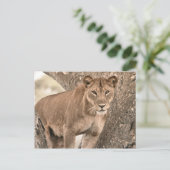 Carte Postale Lion escalade d'arbre, Ouganda Afrique (Debout devant)