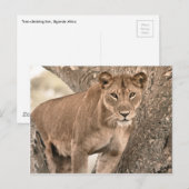 Carte Postale Lion escalade d'arbre, Ouganda Afrique (Devant / Derrière)