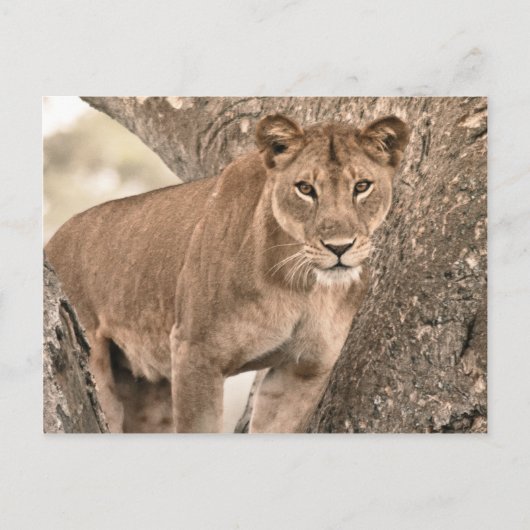 Carte Postale Lion escalade d'arbre, Ouganda Afrique (Devant)